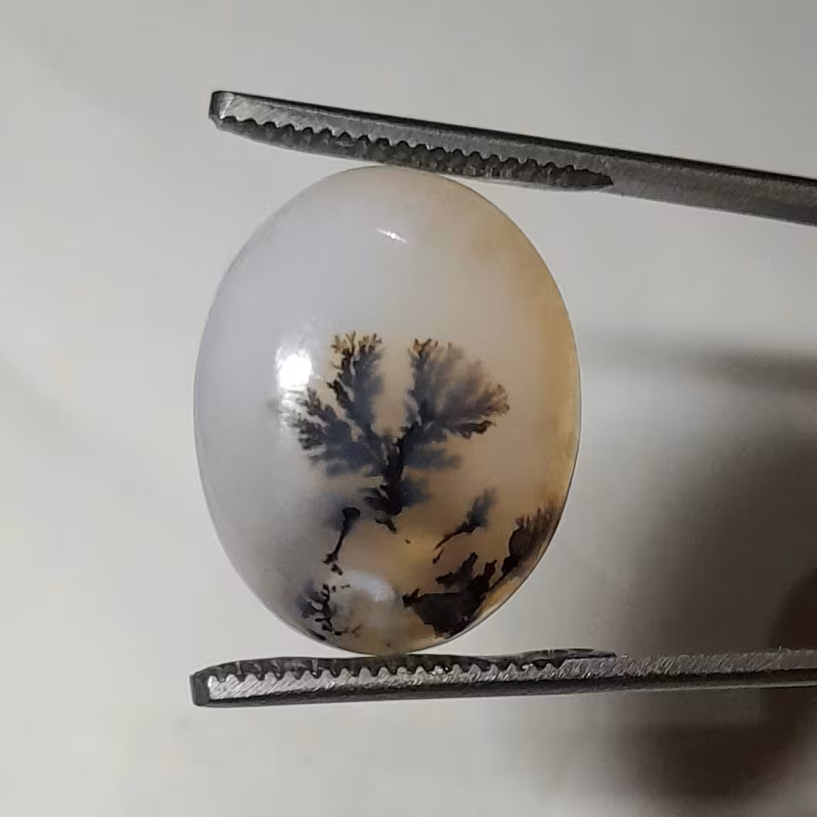 شجر قائن طبیعی و معدنی کد 922