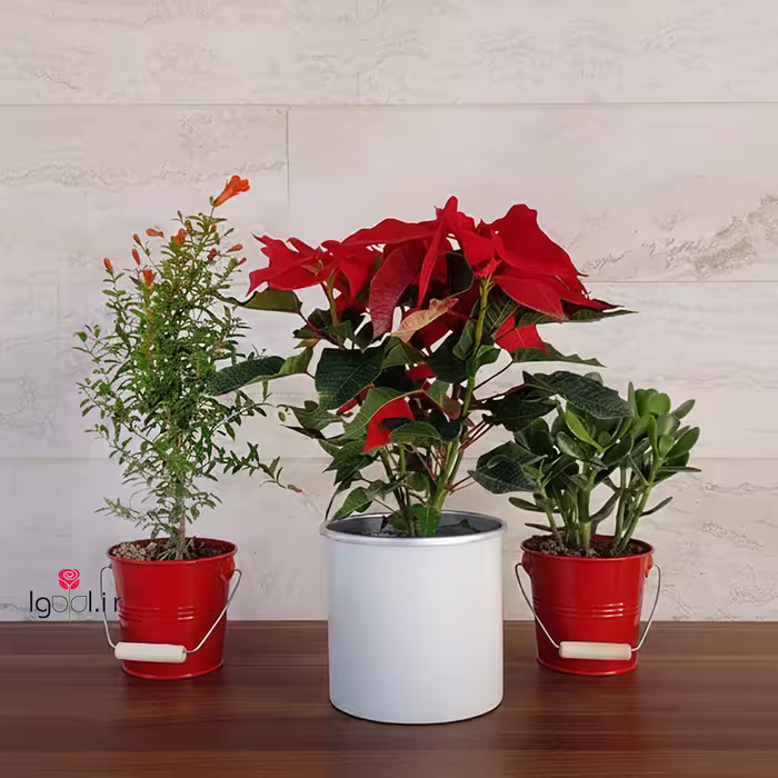 پک هدیه یلدایی ( بنت قنسول یشم و انار زینتی )