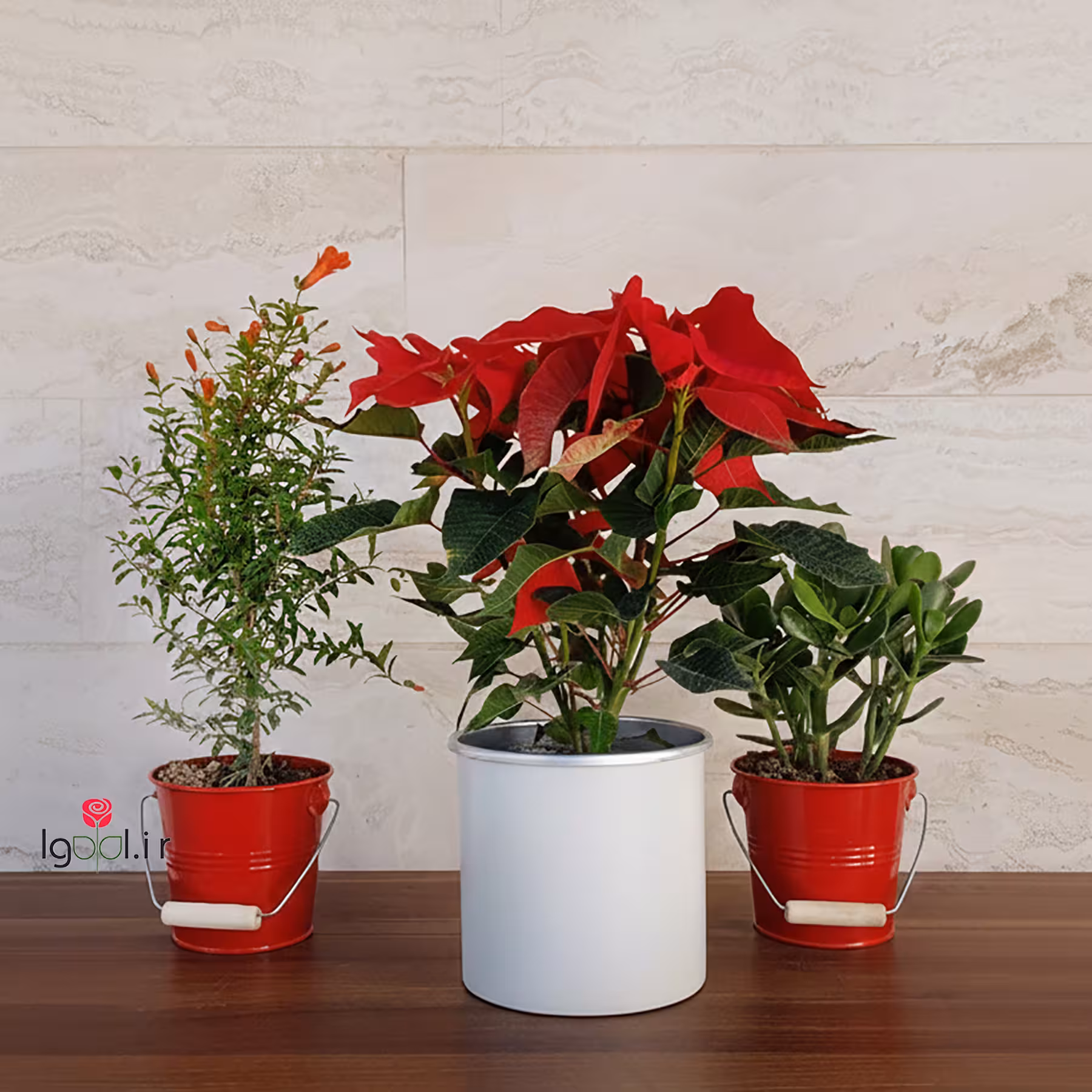 پک هدیه یلدایی ( بنت قنسول یشم و انار زینتی )