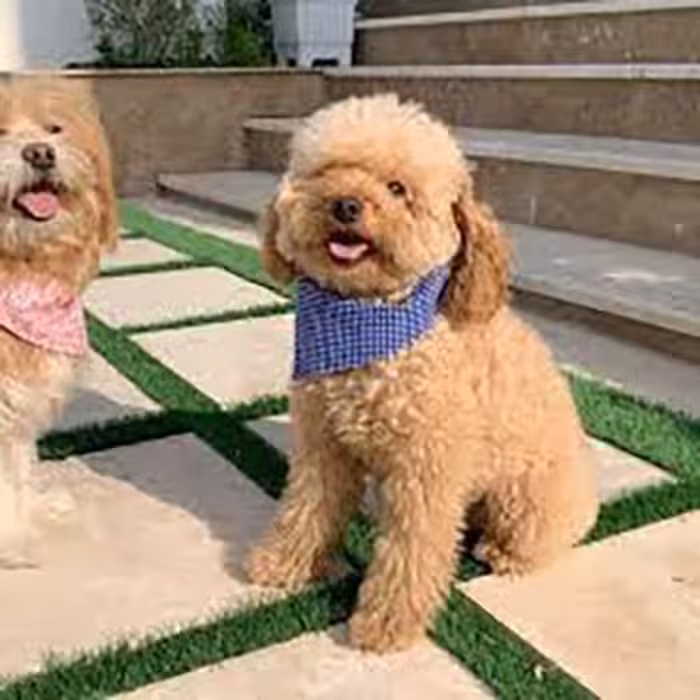 دستمال گردن