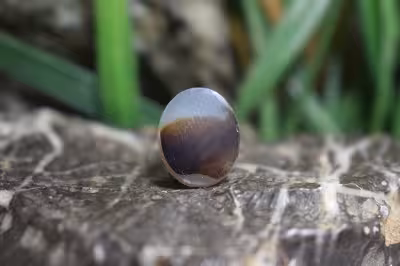 عقیق شجر برزیل