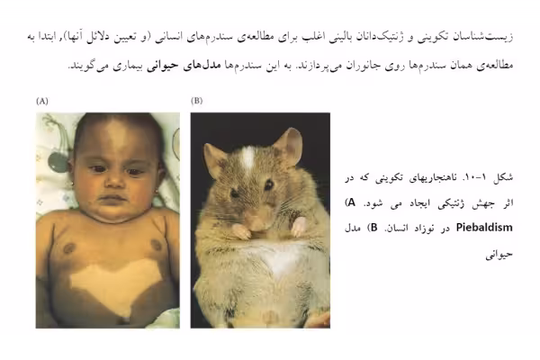 فایل PDF خلاصه کتاب زیست شناسی تکوینی اسکات گیلبرت در 98 صفحه - کتابخانه مجازی واتیکان