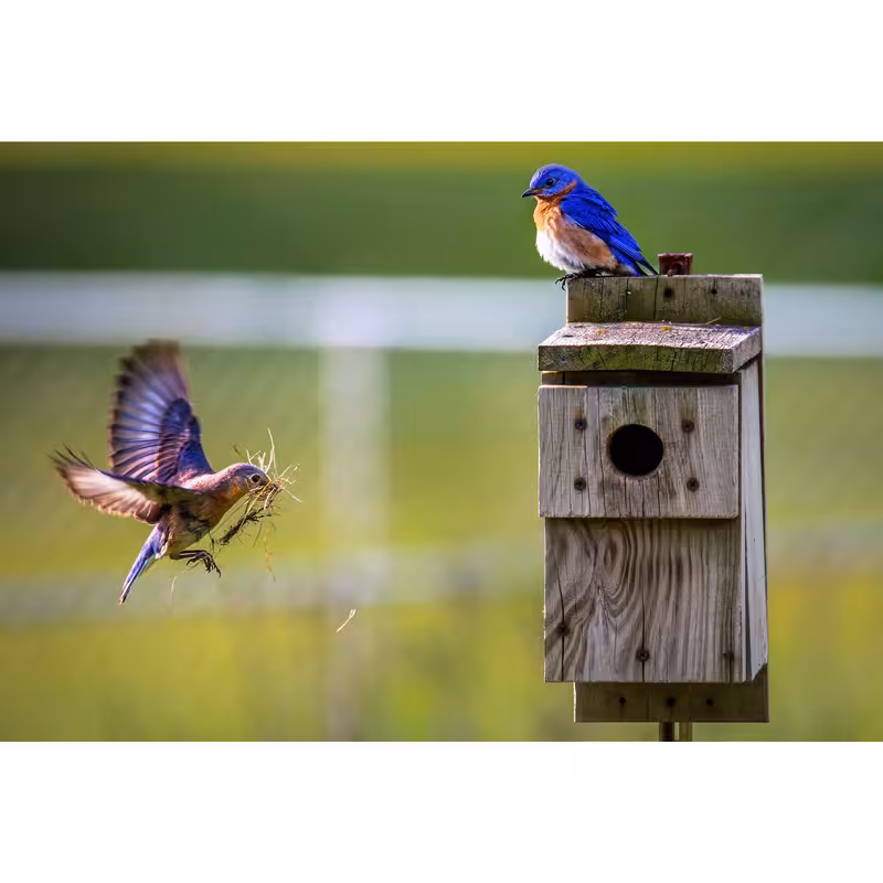 تابلو شاسی طرح پرنده و لانه مدل T1485 | دنیای قاب