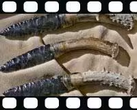 فیلم آموزشی مهارت های کاربردی بقا (زبان اصلی)