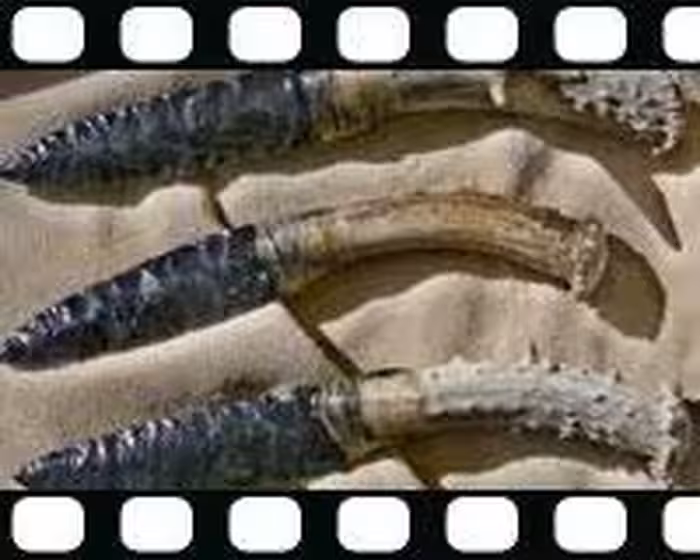 فیلم آموزشی مهارت های کاربردی بقا (زبان اصلی)