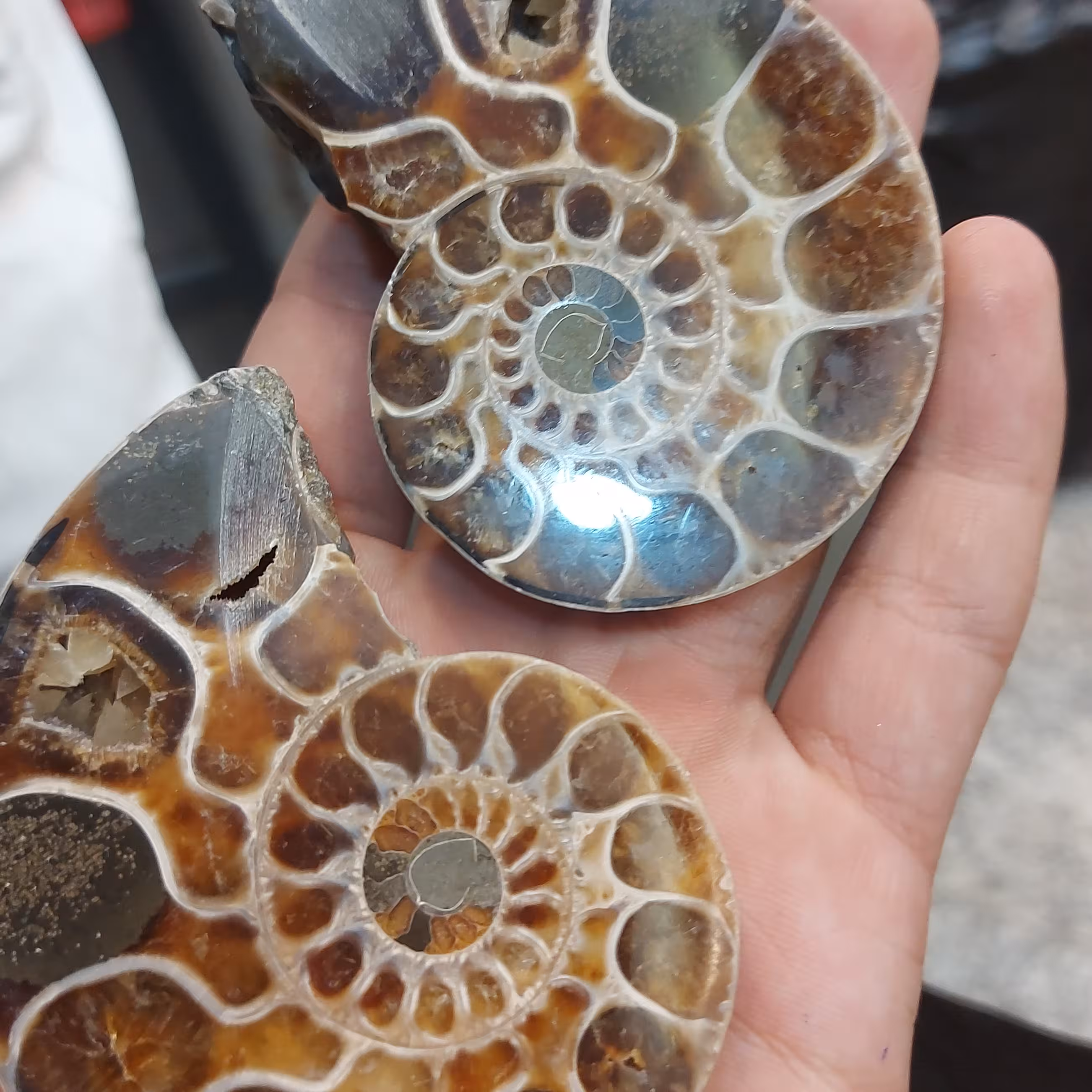 سنگ آمونیت خارجی 