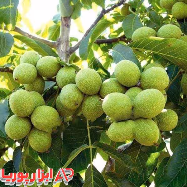 نهال گردو ایرانی خوشه ای – Persian walnut seedlings