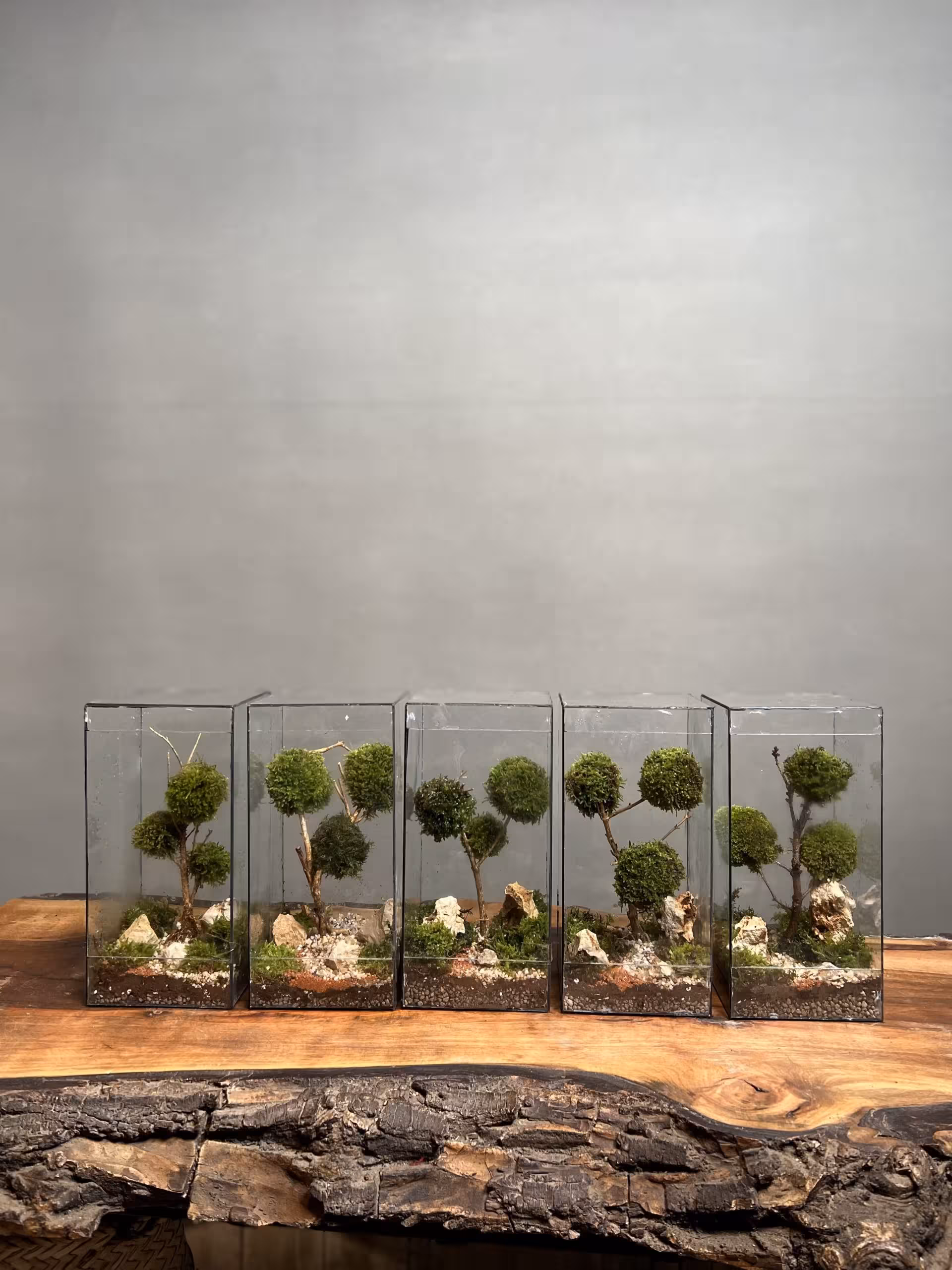 خرید گیفت شرکتی 5 عدد تراریوم مینی سینگل تری ارسال فوری به تهران و سراسر ایران