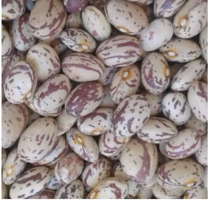 لوبیا چیتی یک کیلو گرم