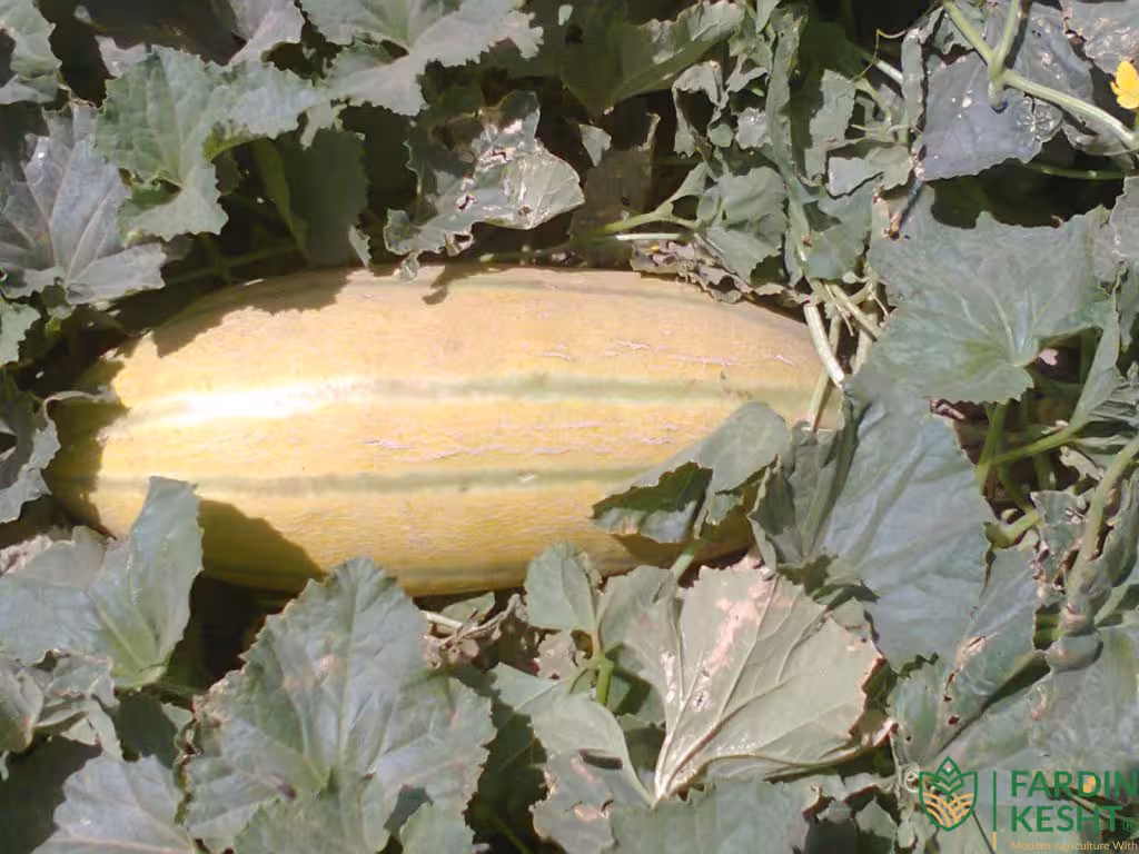 بذر خربزه خاتونی بسته 30 عددی