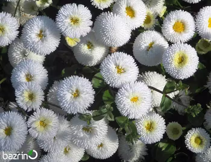 بذر گل مینا چمنی سفید