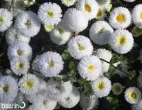 بذر گل مینا چمنی سفید