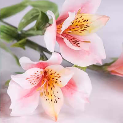 سیلیکون قالب گیری به گز مدل گل آلستر مجموعه 6 عددی