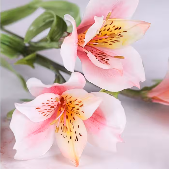 سیلیکون قالب گیری به گز مدل گل آلستر مجموعه 6 عددی