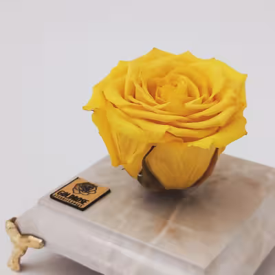 گل رز جاودان مدل Yellow162