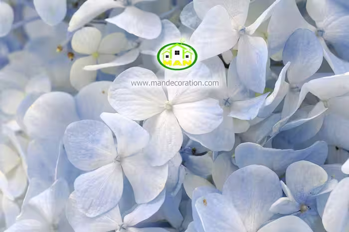 آسمان مجازی گل کد 177