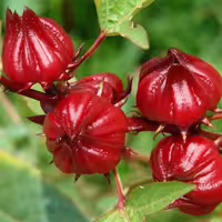 بذر چای ترش