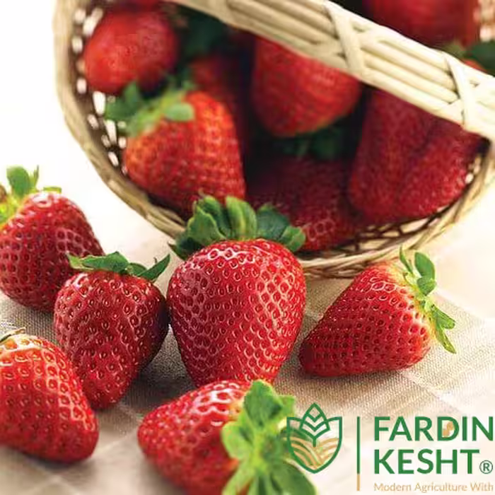 بذر توت فرنگی آلبیون کانادایی بسته 10 عددی