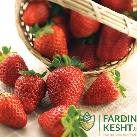 بذر توت فرنگی آلبیون کانادایی بسته 10 عددی