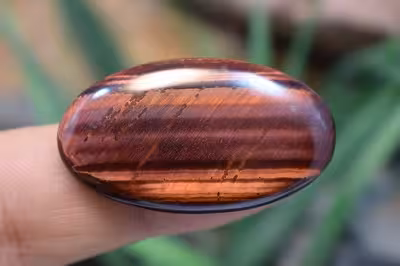 چشم ببر قرمز