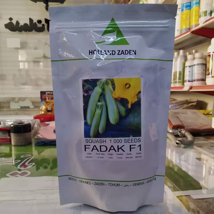 بذر کدو هلندزادن فدک