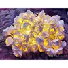 ریسه ال ای دی مدل ART NOORA طول 10 متر