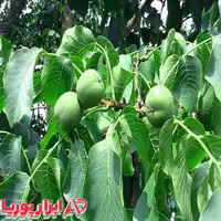 نهال گردو بذری – نهالستان شاهسون