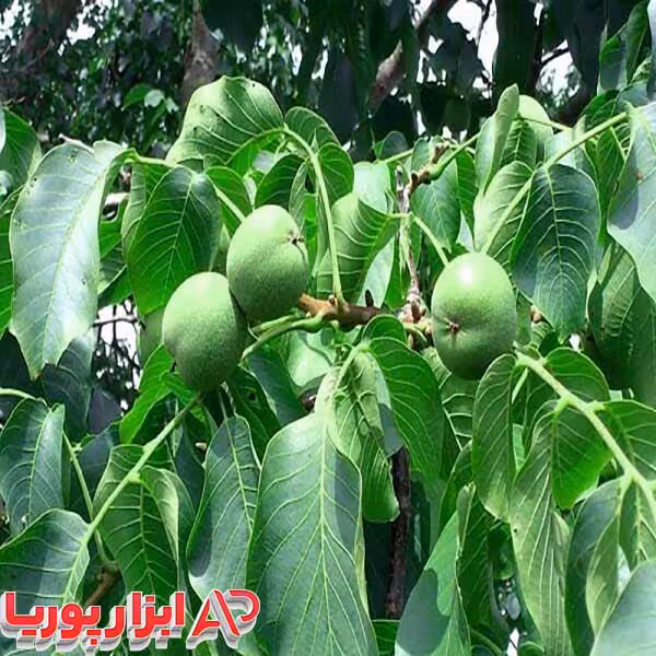 نهال گردو بذری – نهالستان شاهسون
