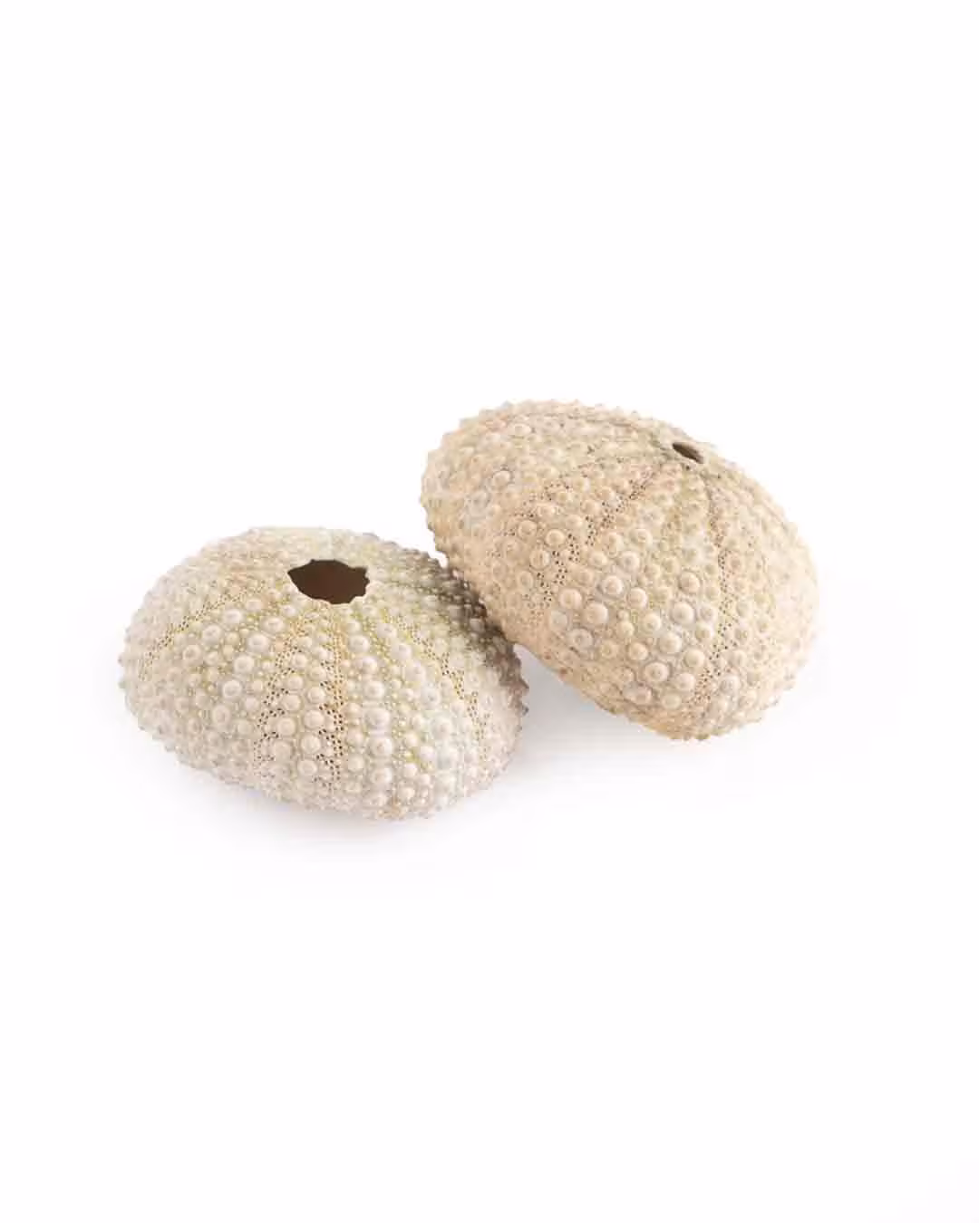 2 عدد سنگ دریایی