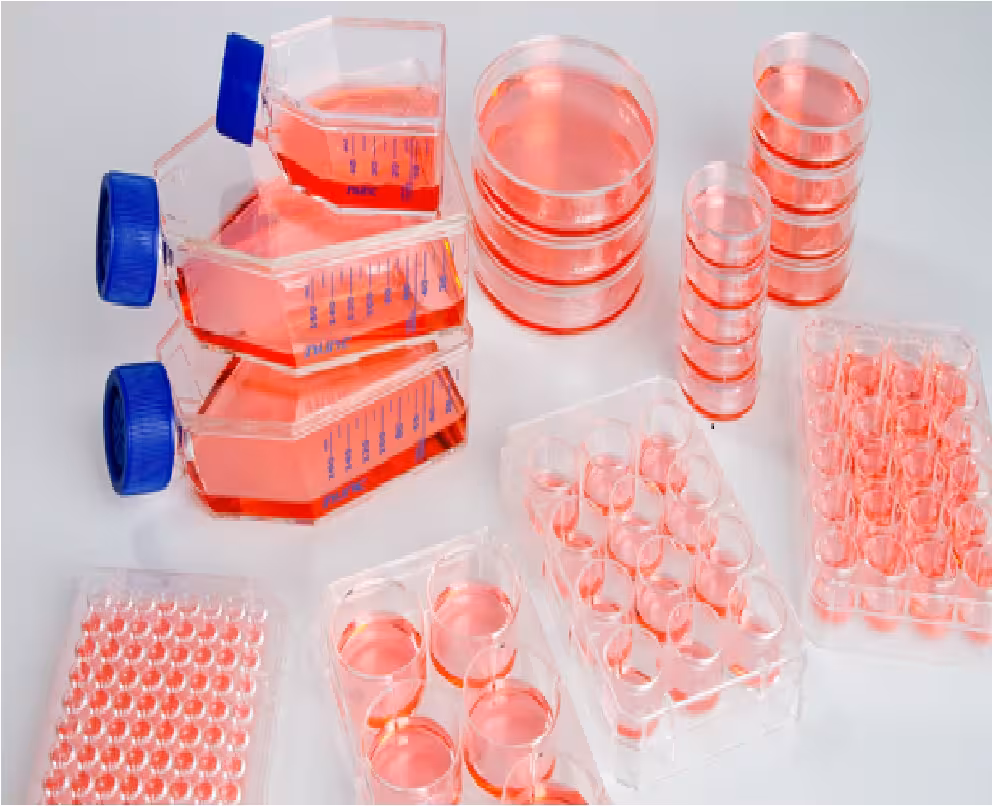 فلاسک کشت سلول T25 Flask