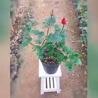 گل رز هلندی قرمز آلبالویی با ارتفاع 35-40 سانتی متر
