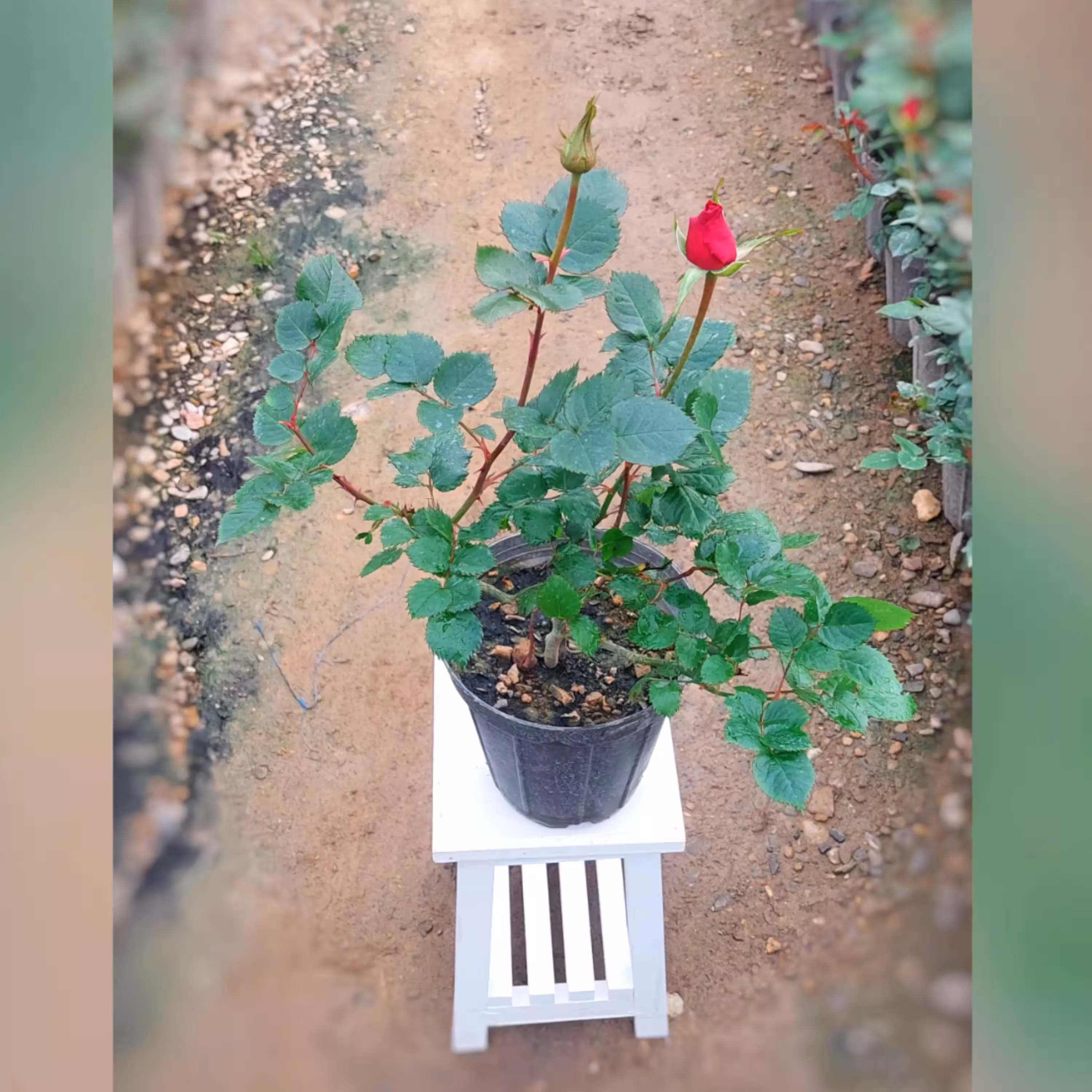 گل رز هلندی قرمز آلبالویی با ارتفاع 35-40 سانتی متر