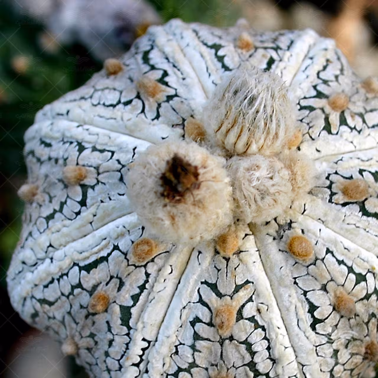 بذر کاکتوس آستریاس ویتایپ استار شیپ