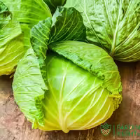 بذر کلم پیچ آلمانی بسته 50 تایی