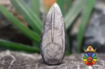 فسیل ارتوسراز مراکش