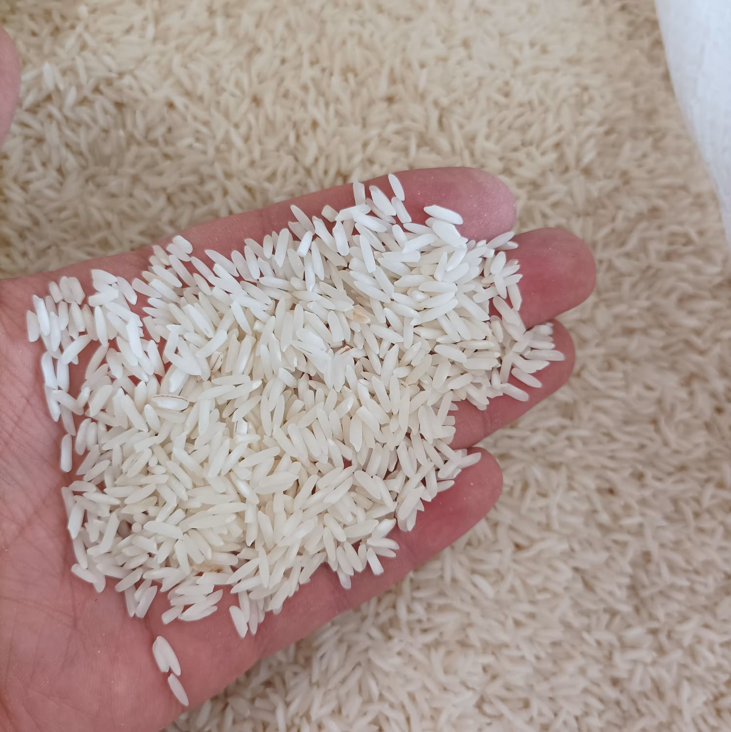 برنج شیرودی (5کیلویی) استخوانی فوق ممتاز مزارع گیلان ارسال رایگان