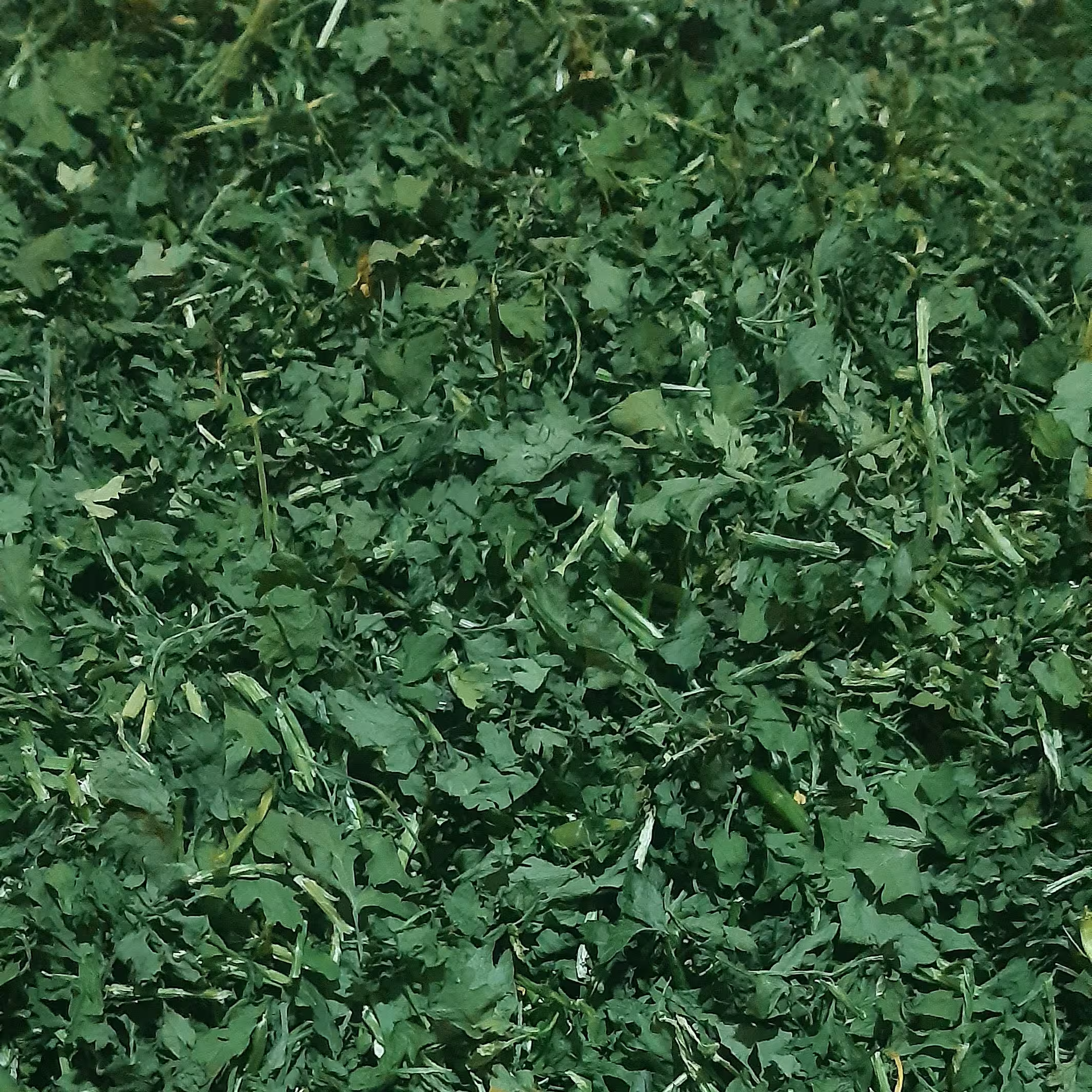 جعفری خشک 1 کیلویی