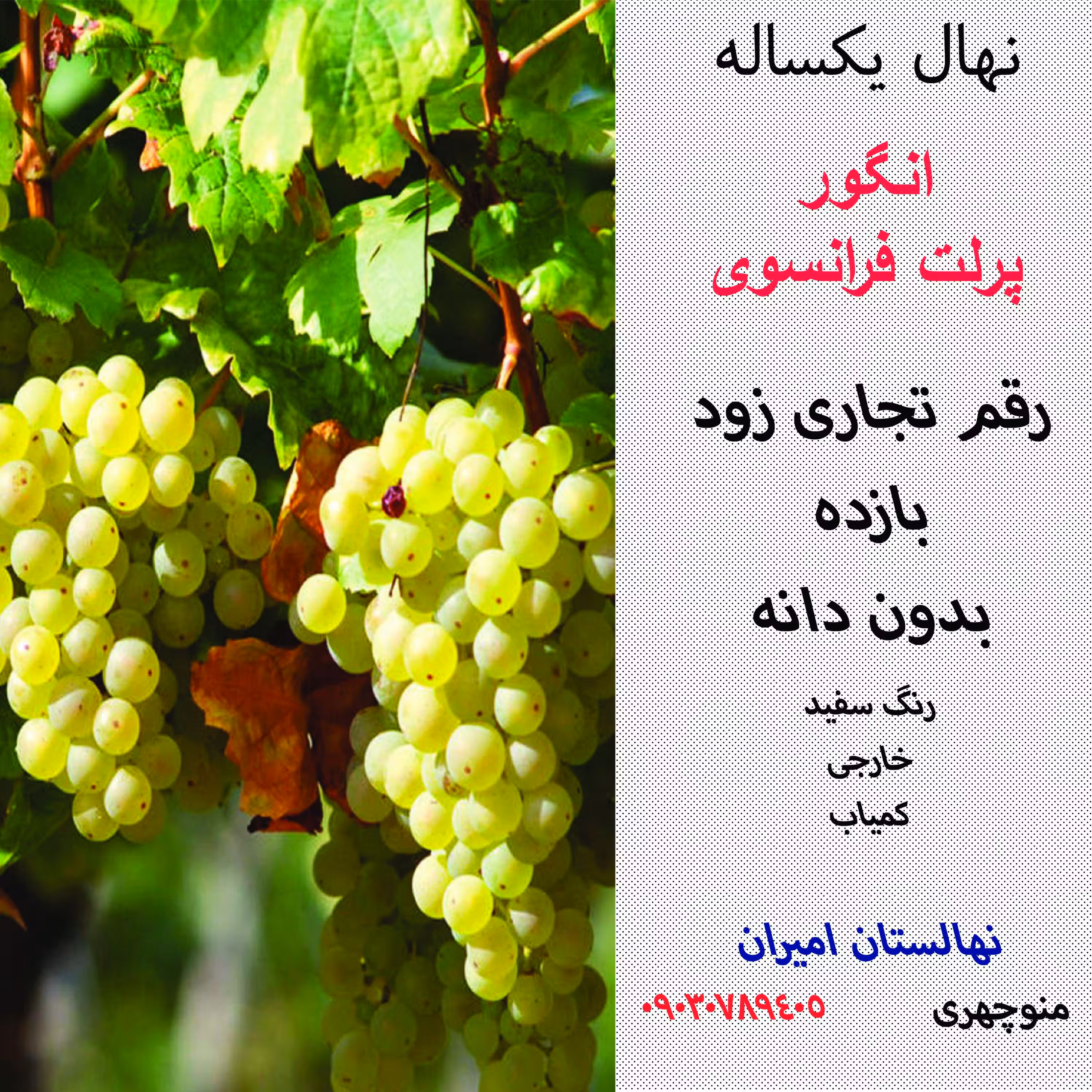 نهال انگور پرلت فرانسوی- گلدانی یکساله