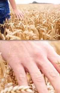 عکس با کیفیت گندمزار و مزرعه | گرافیک با طعم تربچه