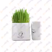 علف گربه Cat Grass