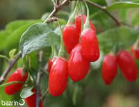 بذر گوجی بری قرمز