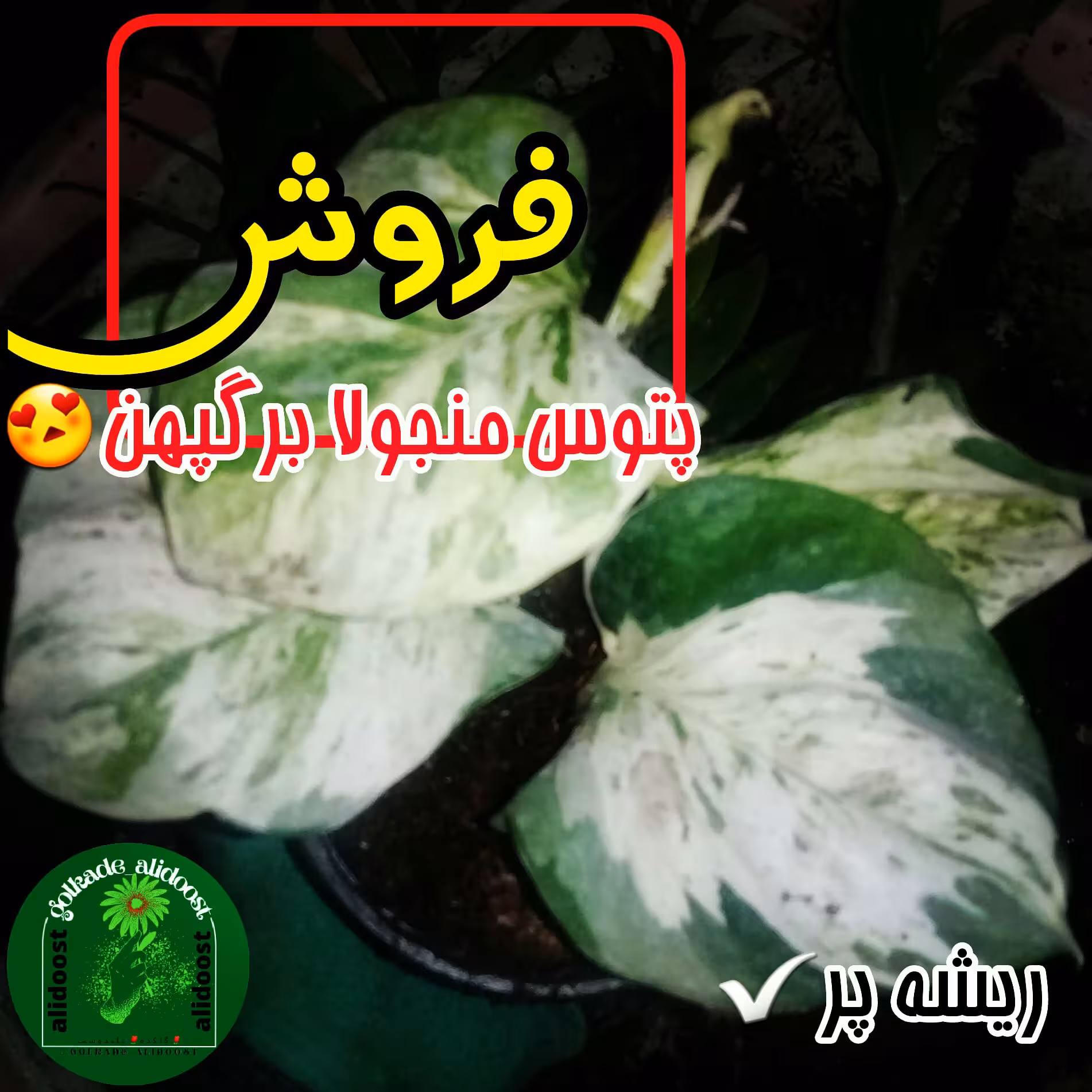 پتوس  منجولا  برگپهن