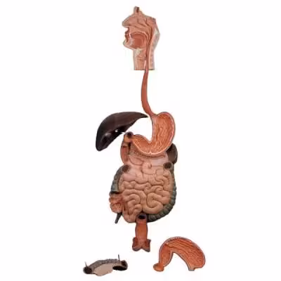 کیت آموزشی مولاژ دستگاه گوارش کد 01