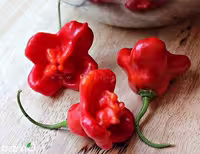 بذر فلفل ستاره ای قرمز