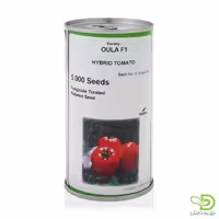بذر گوجه اولا سمینیس