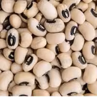 لوبیا چشم بلبلی