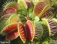 بذر ونوس حشره خوار
