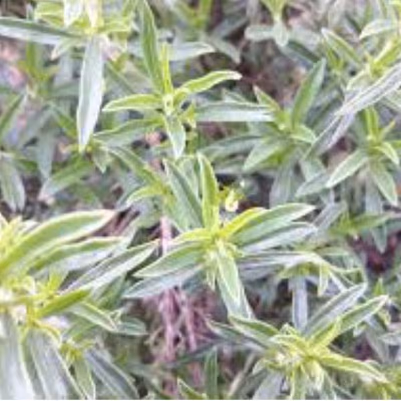 بذر مرزه در بسته بندی(10 گرمی)کیفیت عالی و بینظیر 
