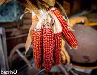 بذر ذرت حنایی