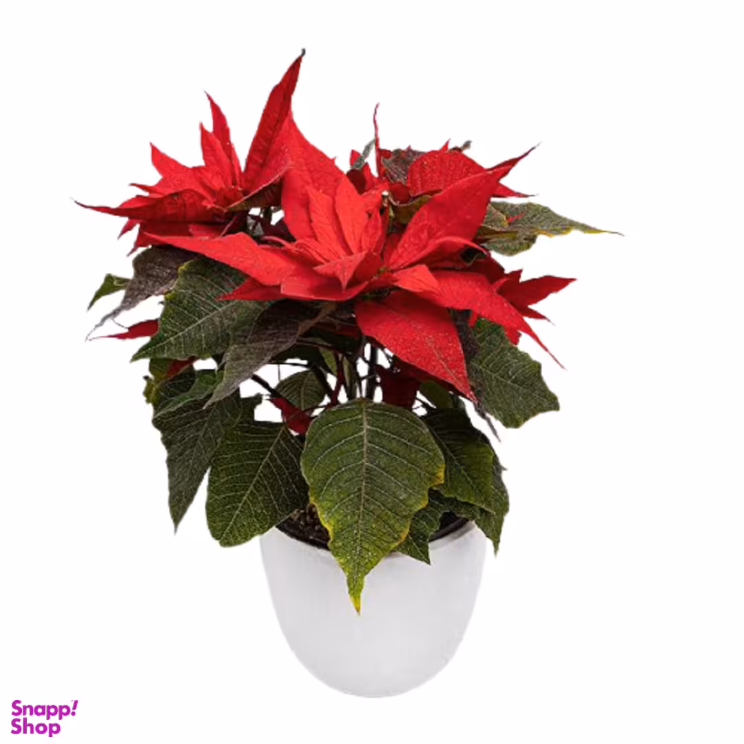 گلدان بنت قنسول ارتفاع 50 سانتی متر